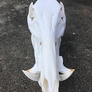 Boar European Skull Mount Taxidermy