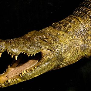 14 Foot Crocodile Suspended Full Wall Mount Taxidermy