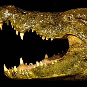 14 Foot Crocodile Suspended Full Wall Mount Taxidermy