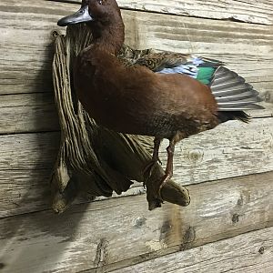 Cinnamon Teal Duck Full Mount Taxidermy