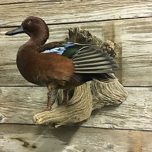 Cinnamon Teal Duck Full Mount Taxidermy