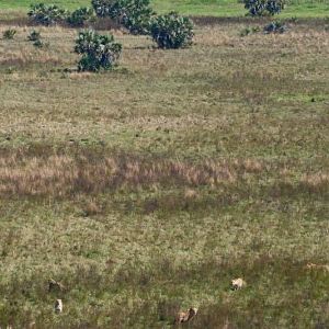 Twenty Four Lions reintroduced to Zambeze Delta of Mozambique