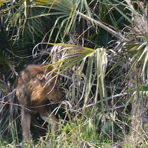 Twenty Four Lions reintroduced to Zambeze Delta of Mozambique