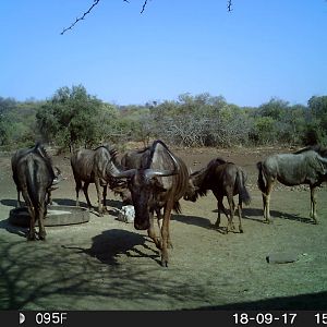 South Africa Trail Cam Pictures Blue Wildebeest