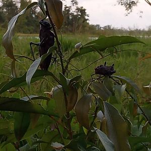 Big Grasshoppers in Nicaragua