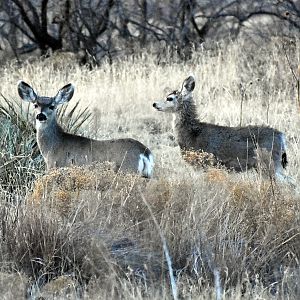 Mule Deer