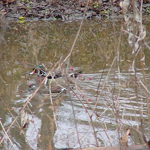 Wood Duck