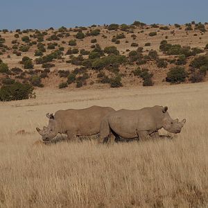 White Rhino's South Africa