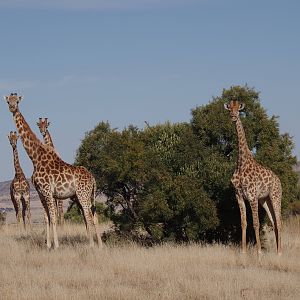 Giraffe South Africa