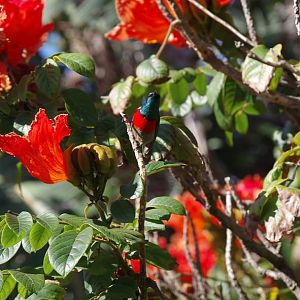 Sunbird in South Africa