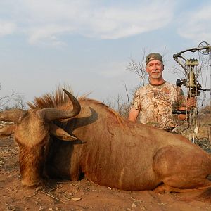 South Africa Bow Hunting Golden Wildebeest