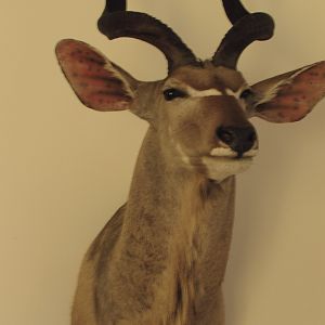 Kudu Shoulder Mount Taxidermy