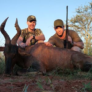 South Africa Hunt Red Hartebeest