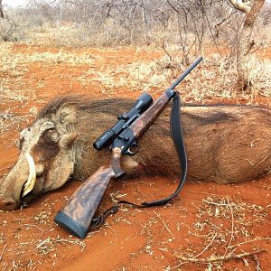 Warthog Hunt in South Africa