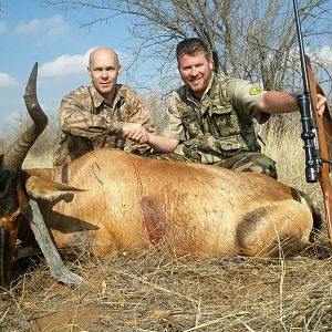 Hunting Red Hartebeest South Africa