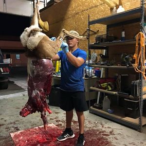 Skinning Deer