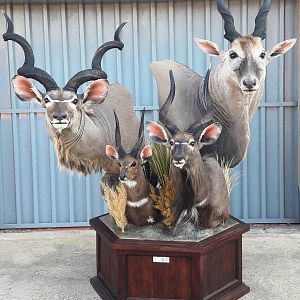 Kudu,  Bushbuck,  Nyala & Eland Shoulder Mount Pedestal Taxidermy