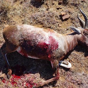 Blesbok Hunting South Africa