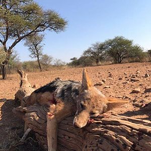 South Africa Hunting Jackal