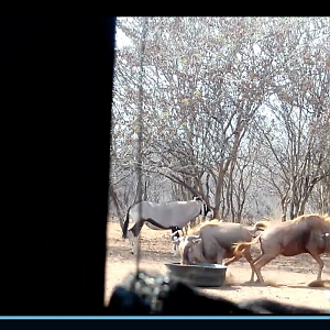 gold wildebeest limcroma