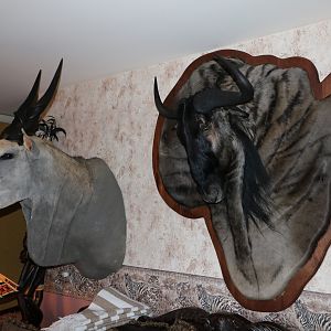 Eland Shoulder Mount & Blue Wildebeest Damaske Taxidermy