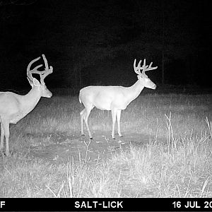 Deer Trail Cam Pictures East Texas USA