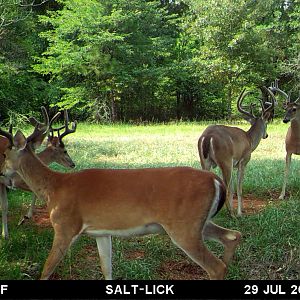 East Texas USA Trail Cam Pictures Deer