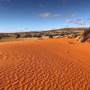 Kalahari Safari