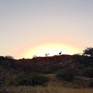 Kalahari Safari