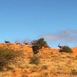 Kalahari Safari