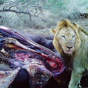 Young male lion found at an elephant carcass Lebombo, Southern Mozambique