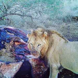 Young male lion found at an elephant carcass Lebombo, Southern Mozambique