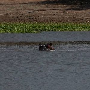 Hippos in Zimbabwe