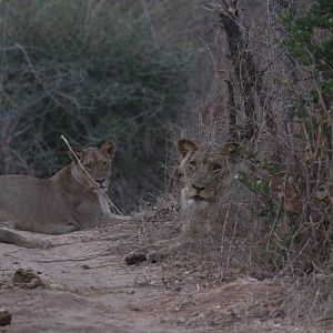 Lions ZImbabwe