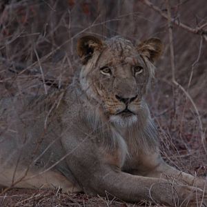 Lion ZImbabwe