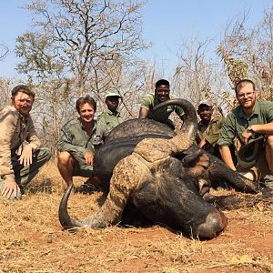 Zimbabwe Hunting Buffalo