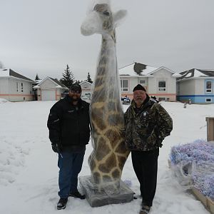 Giraffe Shoulder Mount Taxidermy