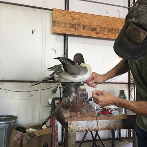 Northern Pintail Duck Taxidermy Process