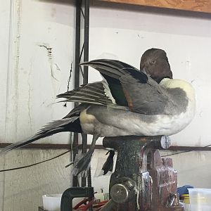 Northern Pintail Duck Taxidermy Process