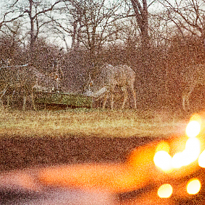 Watching Kudu from camp