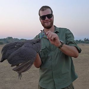 Guineafowl Hunting Zimbabwe