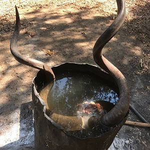 Treatment of Kudu Skull