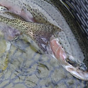 Rainbow Trout in Western Montana USA