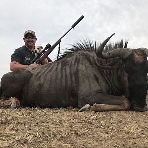 Blue Wildebeest Hunt South Africa