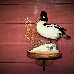 Goldeneye Duck Full Mount Taxidermy