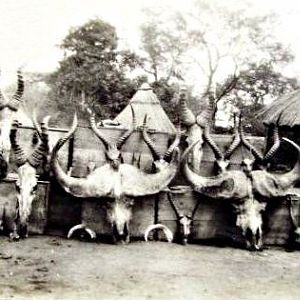 Hunt Trophies East Africa 1928