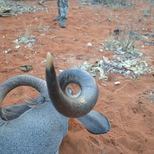 Curl of Kudu Horn