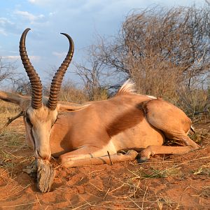 Namibia Hunting Springbok