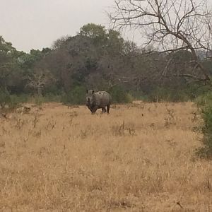 White Rhino in South Africa