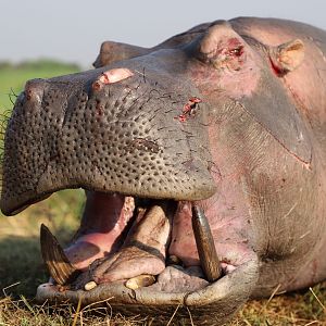 Hunt Hippo in Namibia